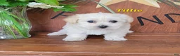 Morkie dogs for sale: Tilly - Ad 2