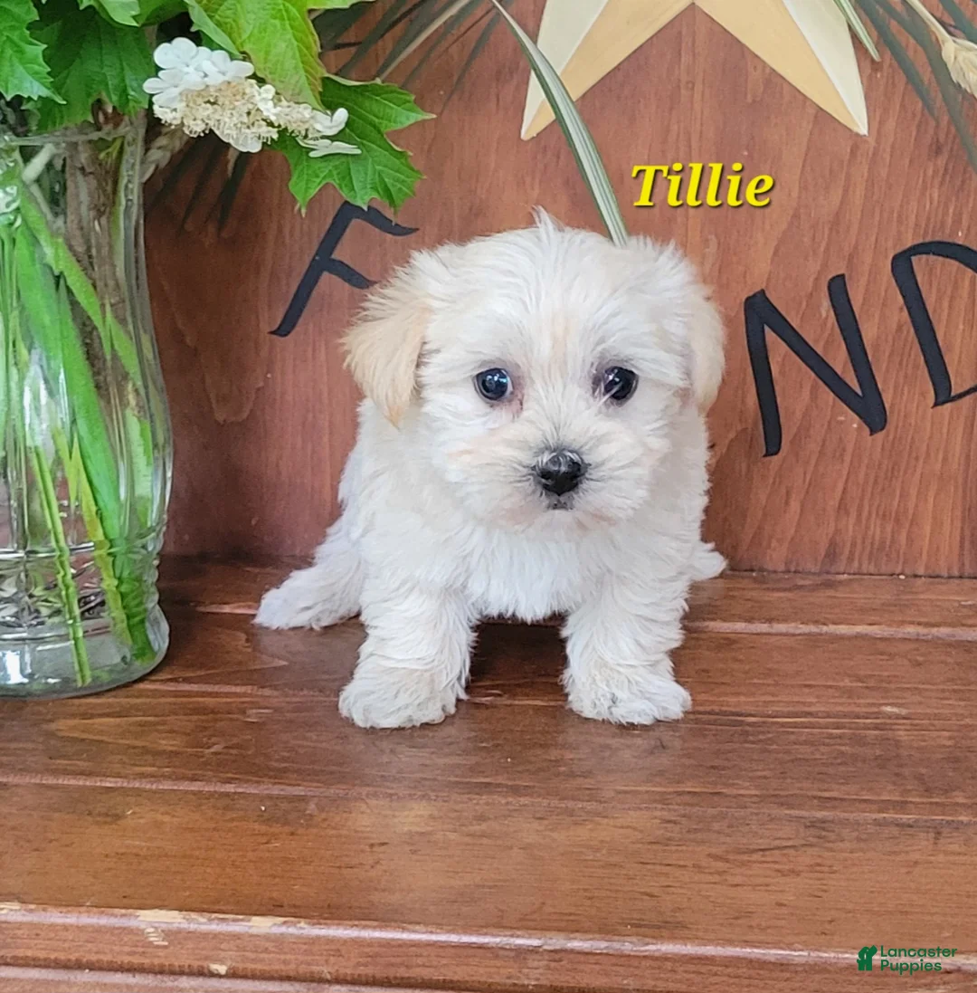 Morkie dogs for sale: Tilly - Ad 2