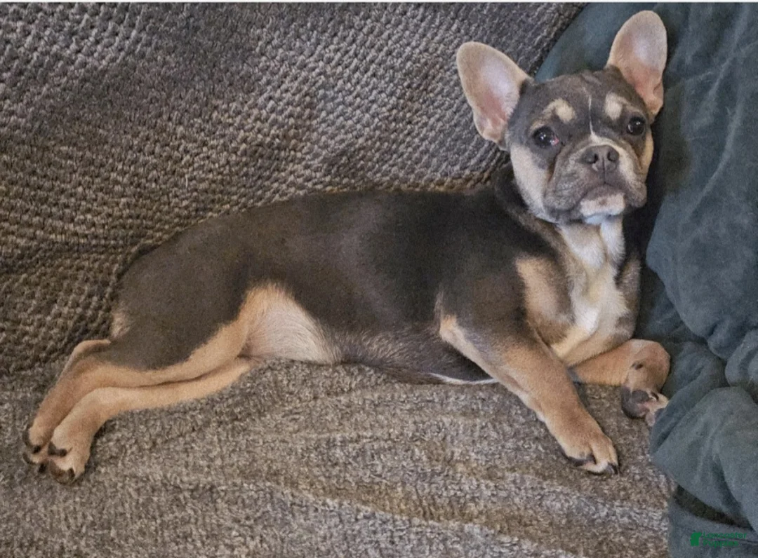 French Bulldog dogs for sale: Delilah  - Ad 7