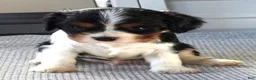 Cavalier King Charles Spaniel dogs for sale: Cavalier King Charles Spaniel Puppy 3 - Ad 2