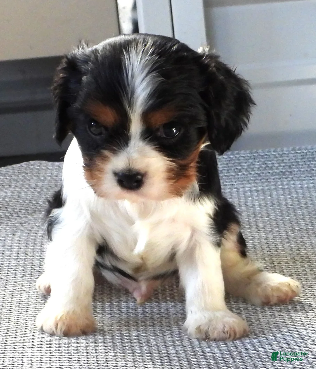 Cavalier King Charles Spaniel dogs for sale: Cavalier King Charles Spaniel Puppy 3 - Ad 2