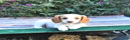 Miniature Dachshund dogs for sale: Kara - Ad 4