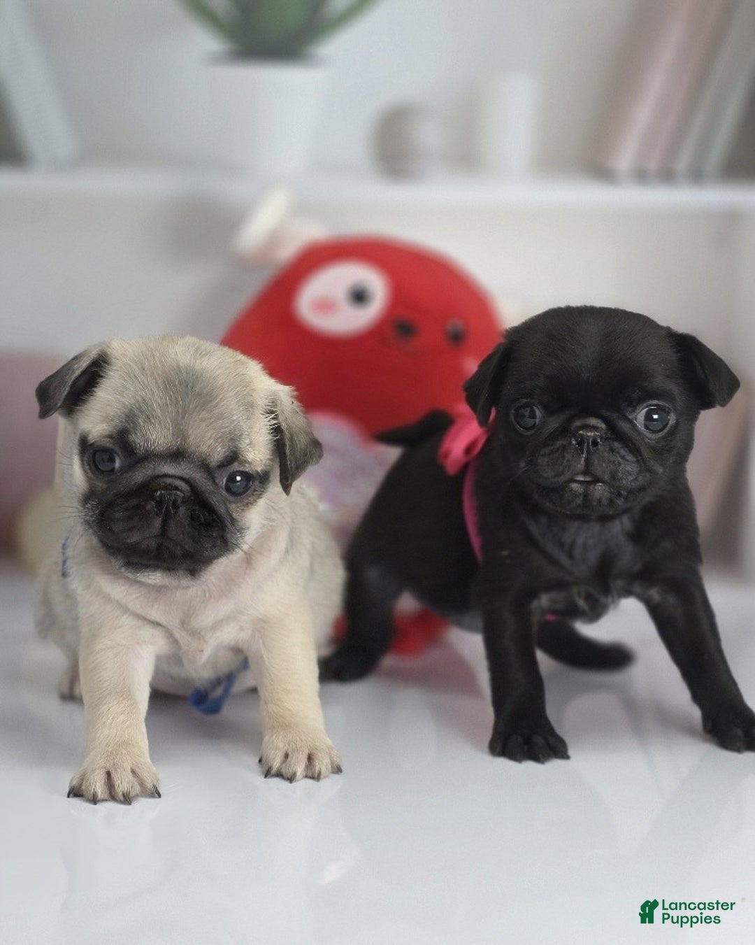 Pug dogs for sale: Mini - Petite Black Female Pug Puppy - Ad 4