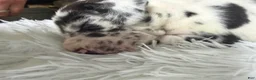 Great Dane dogs for sale: Artemis - Ad 25