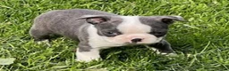 Boston Terrier dogs for sale: Chase - Ad 3