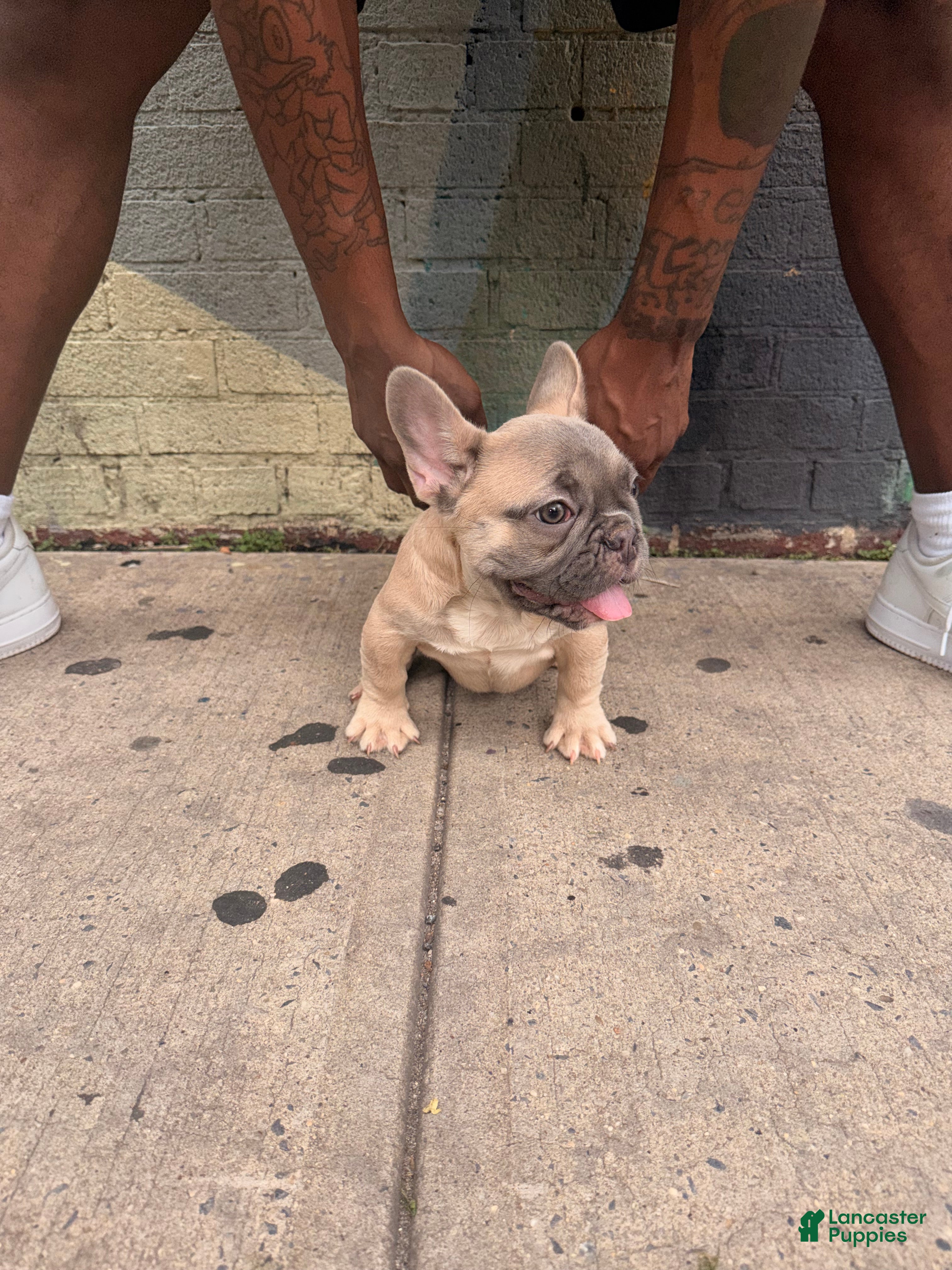 French Bulldog dogs French Bulldog 2 - Ad 2