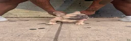 French Bulldog dogs for sale: French Bulldog 2 - Ad 2