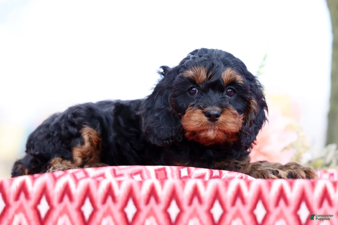Cavapoo dogs for sale: Bistro - Ad 2