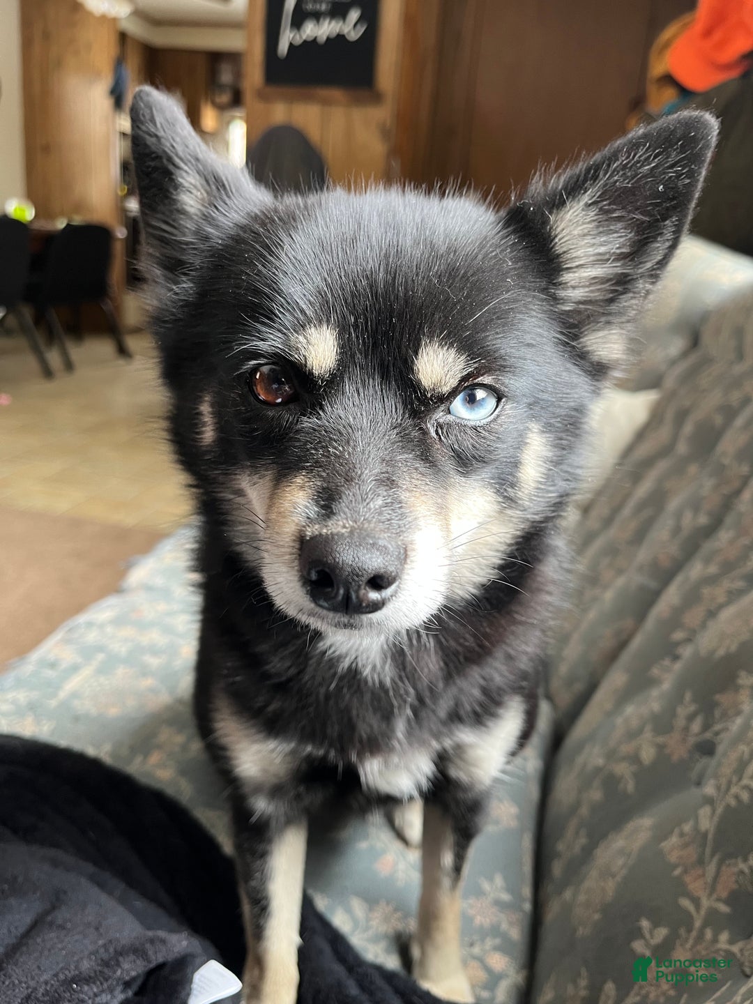 Mixed Breed dogs for sale: Victra - Ad 5