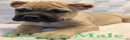 Cane Corso dogs for sale: Green - Ad 4