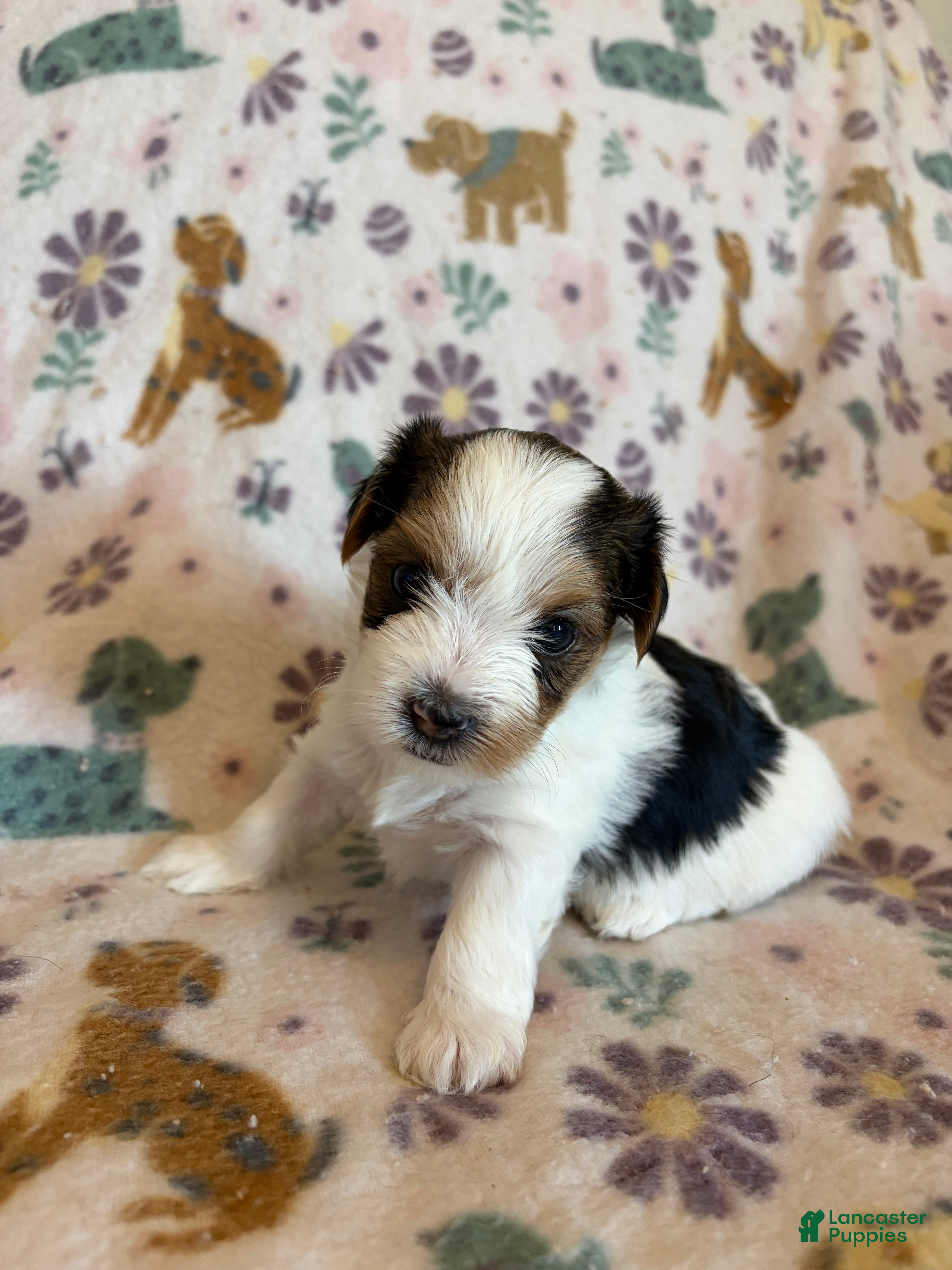 Morkie dogs Daisy - Ad 15
