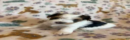 Morkie dogs for sale: Daisy - Ad 1