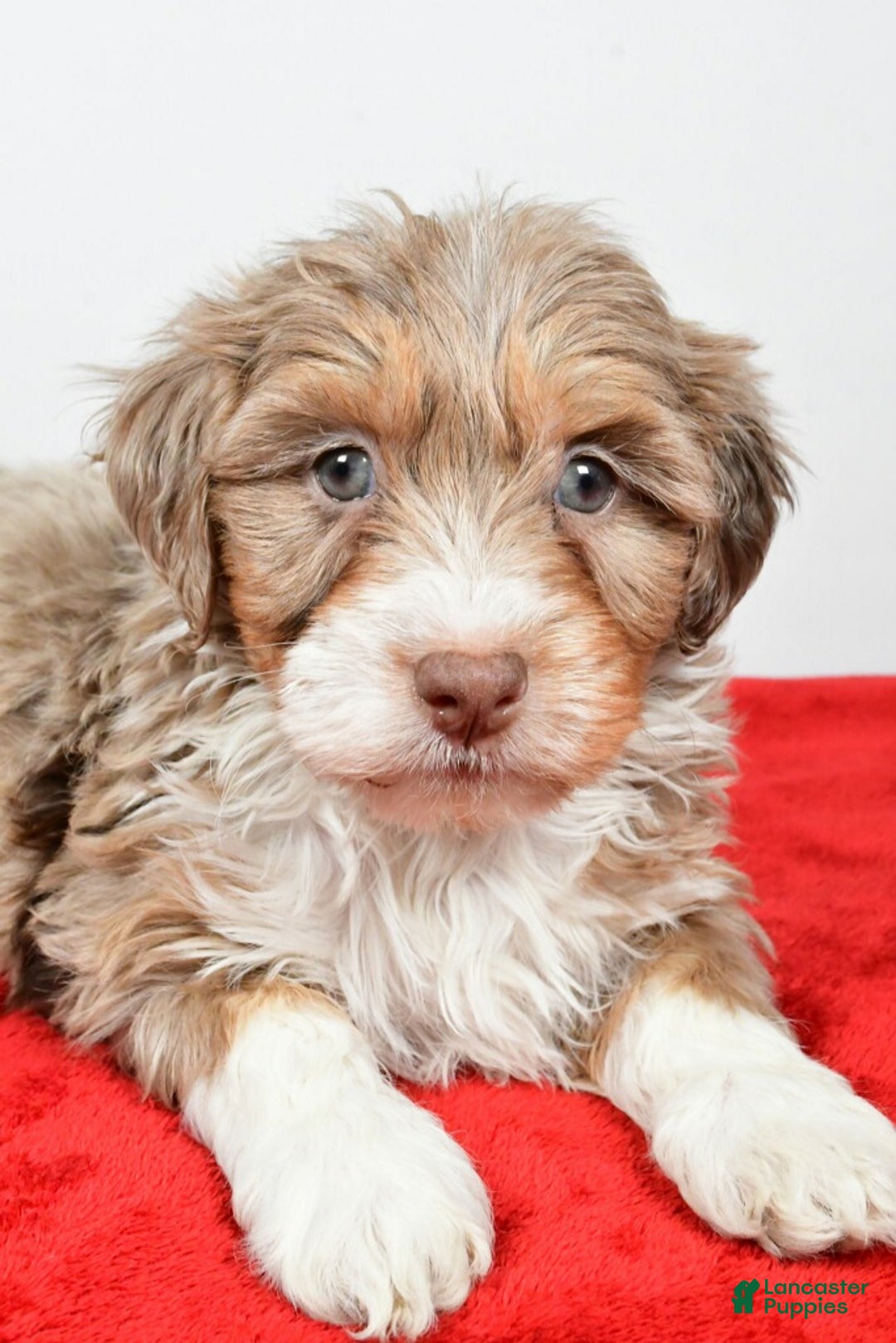 Mixed Breed dogs for sale: Bradley - Ad 3