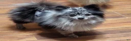 Pomapoo dogs for sale: Swiss Roll - Ad 11