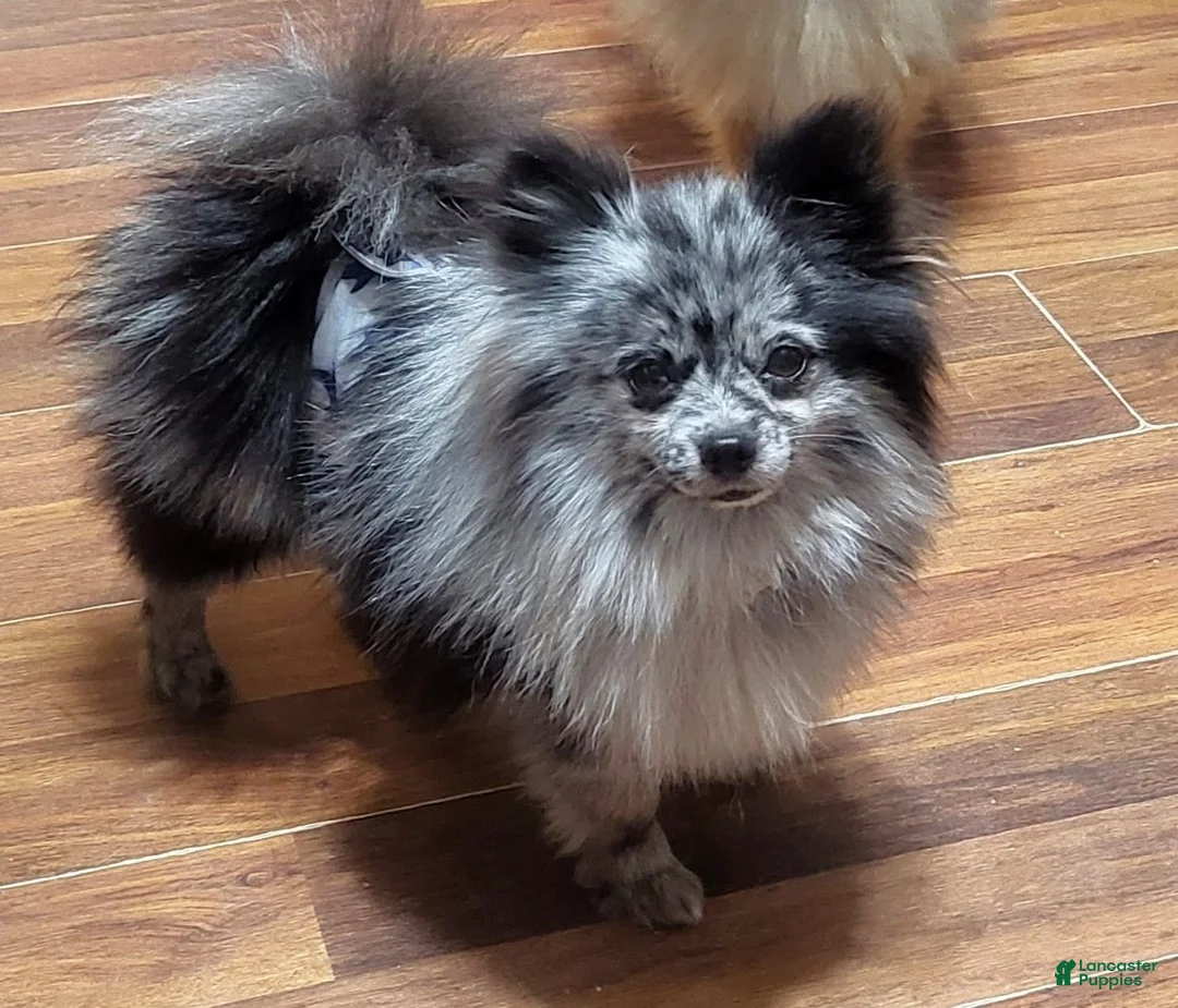 Pomapoo dogs for sale: Swiss Roll - Ad 11