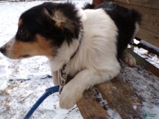 Mixed Breed dogs Mixed Breed Puppy 4 Skipper - Ad 22