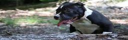 American Bully dogs for sale: Jet - Ad 4