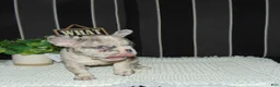 French Bulldog dogs for sale: Twinkle - Ad 5
