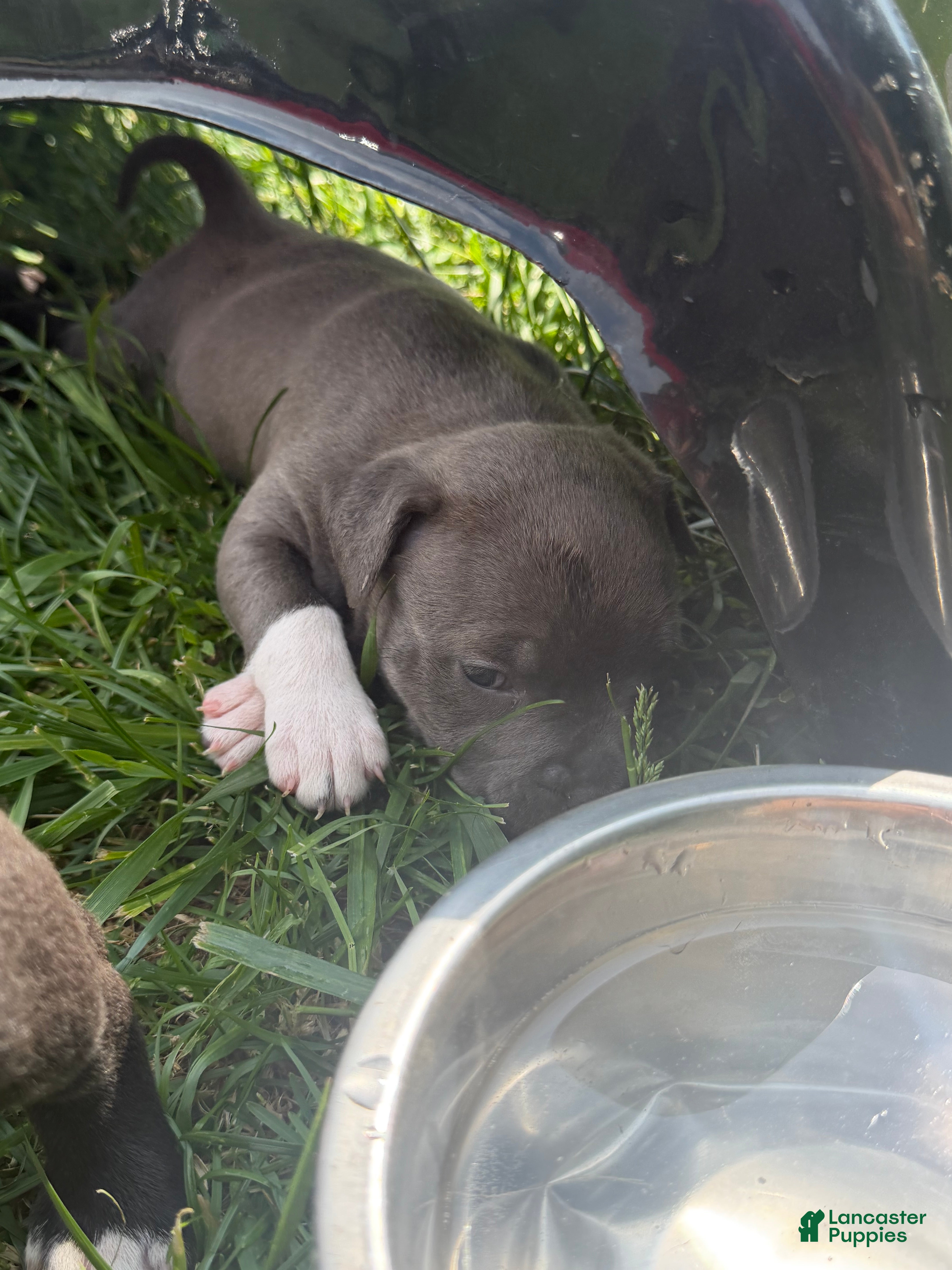 American Pit Bull Terrier dogs for sale: American Pit Bull Terrier Puppy 4 - Ad 3