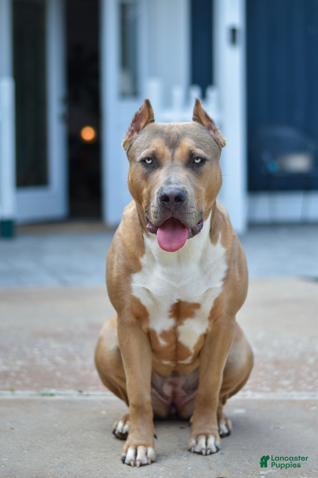 Gallery Image {{count}}