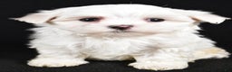 Maltese dogs for sale: Duke - Ad 5