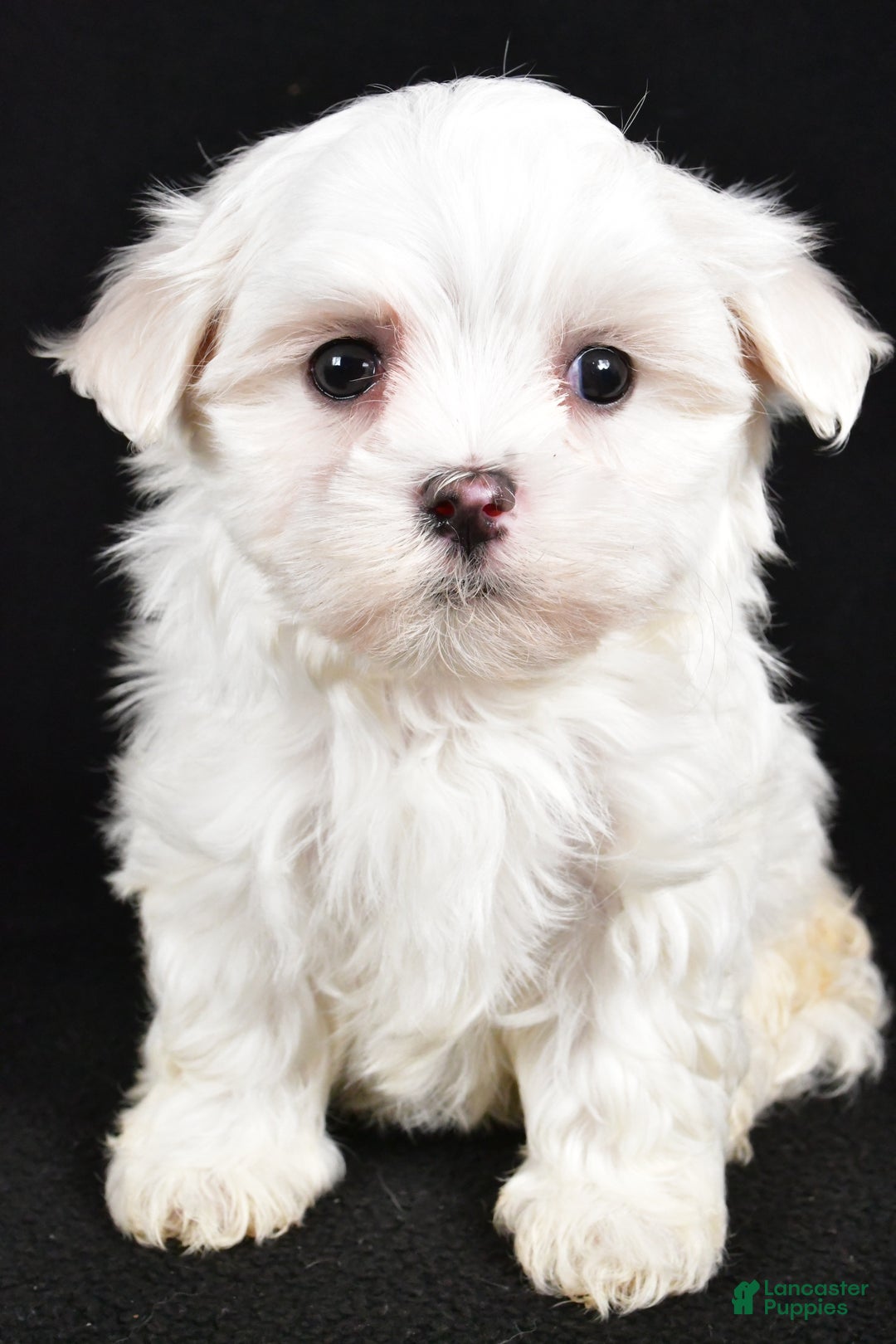 Maltese dogs for sale: Duke - Ad 5