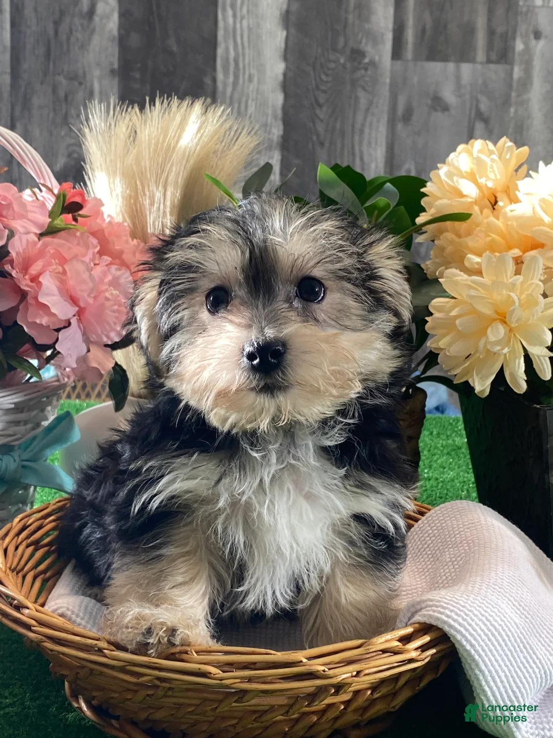 Morkie dogs for sale: Timmy - Ad 3
