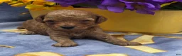 Cavapoo dogs for sale: Tropical  - Ad 4