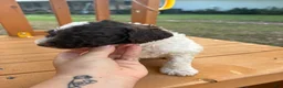 Standard Poodle dogs for sale: Standard Poodle(Duke) - Ad 4