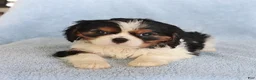 Cavalier King Charles Spaniel dogs for sale: Callie - Ad 2
