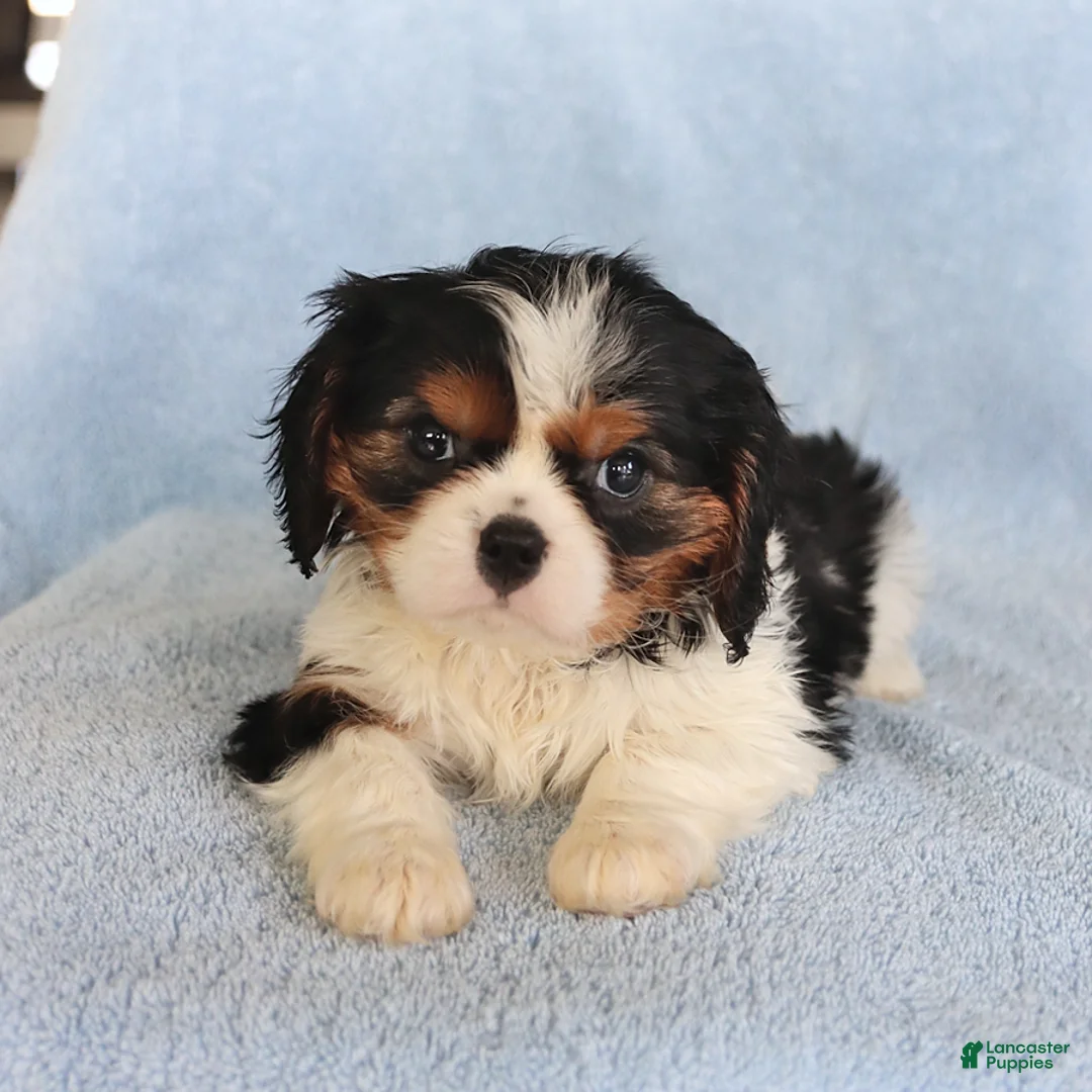 Cavalier King Charles Spaniel dogs for sale: Callie - Ad 2