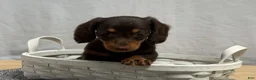 Miniature Dachshund dogs for sale: Ava - Ad 4