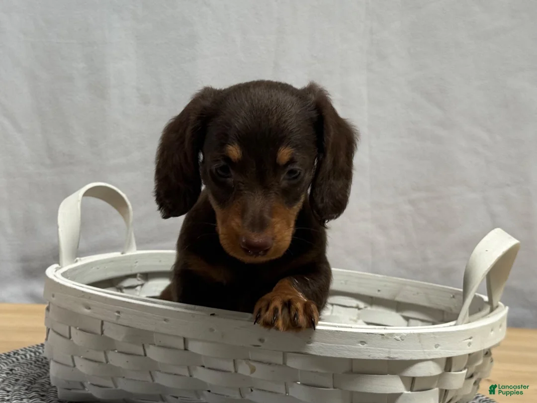 Miniature Dachshund dogs for sale: Ava - Ad 4
