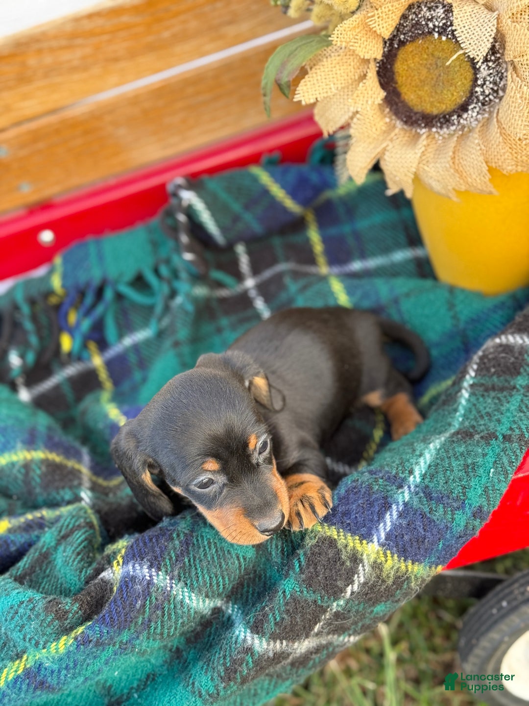 Miniature Dachshund dogs for sale: Clara - Ad 5