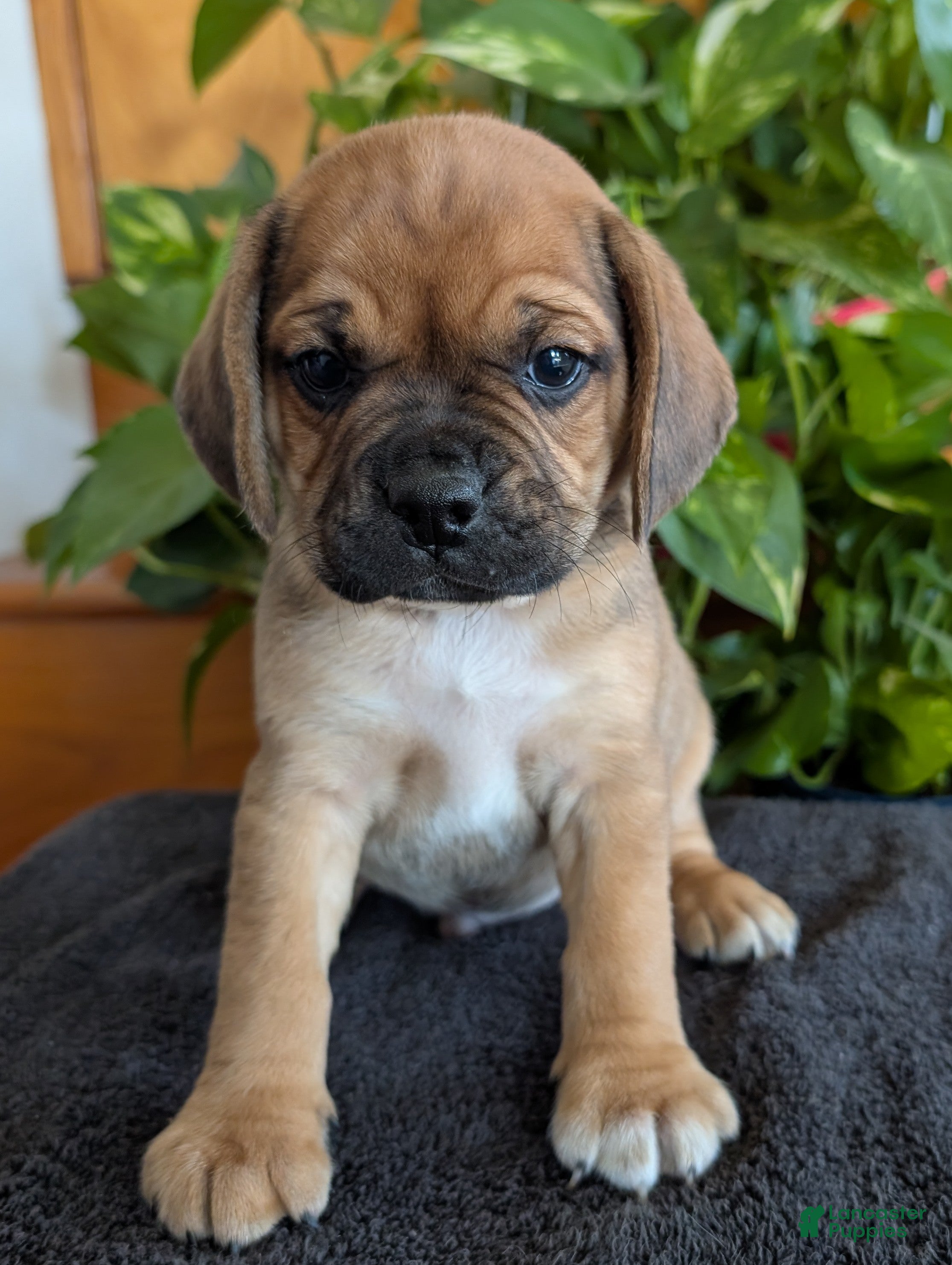 Puggle dogs Kenny  - Ad 1