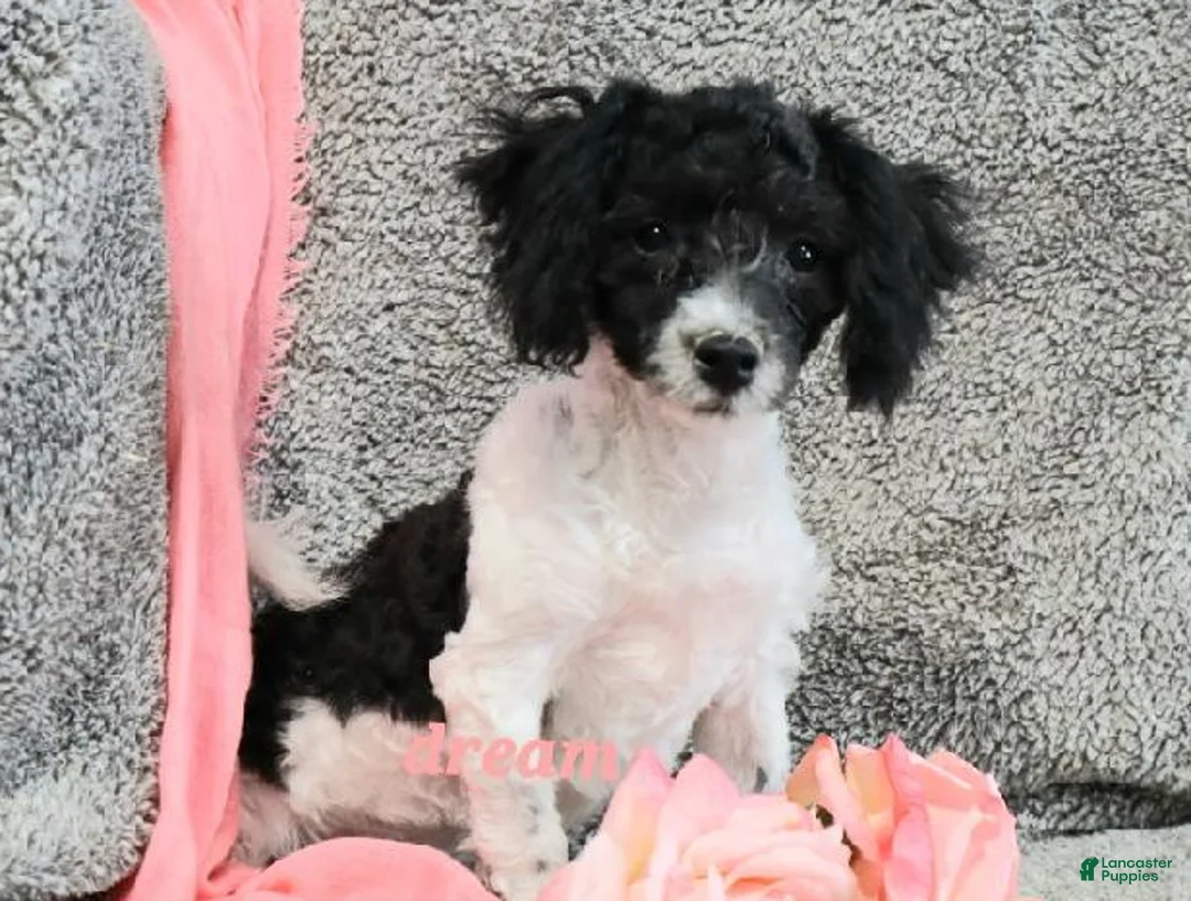 Bichpoo dogs for sale: Brandi - Ad 3