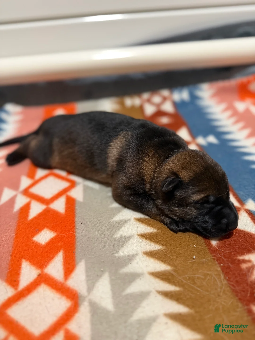 German Shepherd dogs for sale: Spade - Ad 1