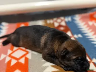 German Shepherd dogs Spade - Ad 11