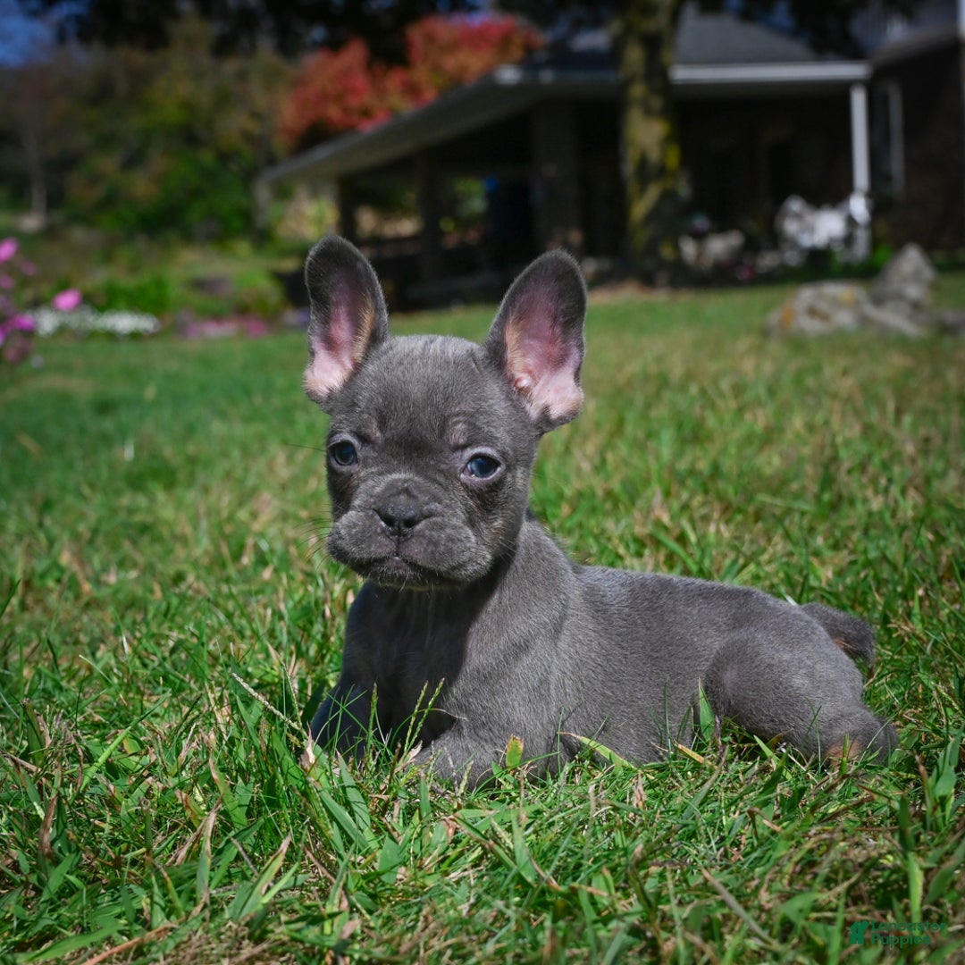 French Bulldog dogs for sale: Charlie - Ad 6