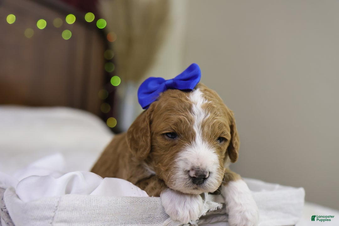 Goldendoodle dogs for sale: Yeti - Ad 3