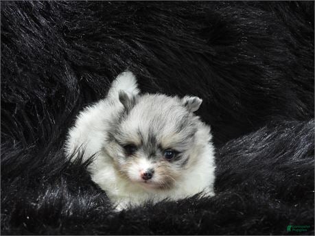 Pomeranian dogs Pomeranian Puppy 2 - Ad 30