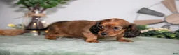 Miniature Dachshund dogs for sale: Holly - Ad 3
