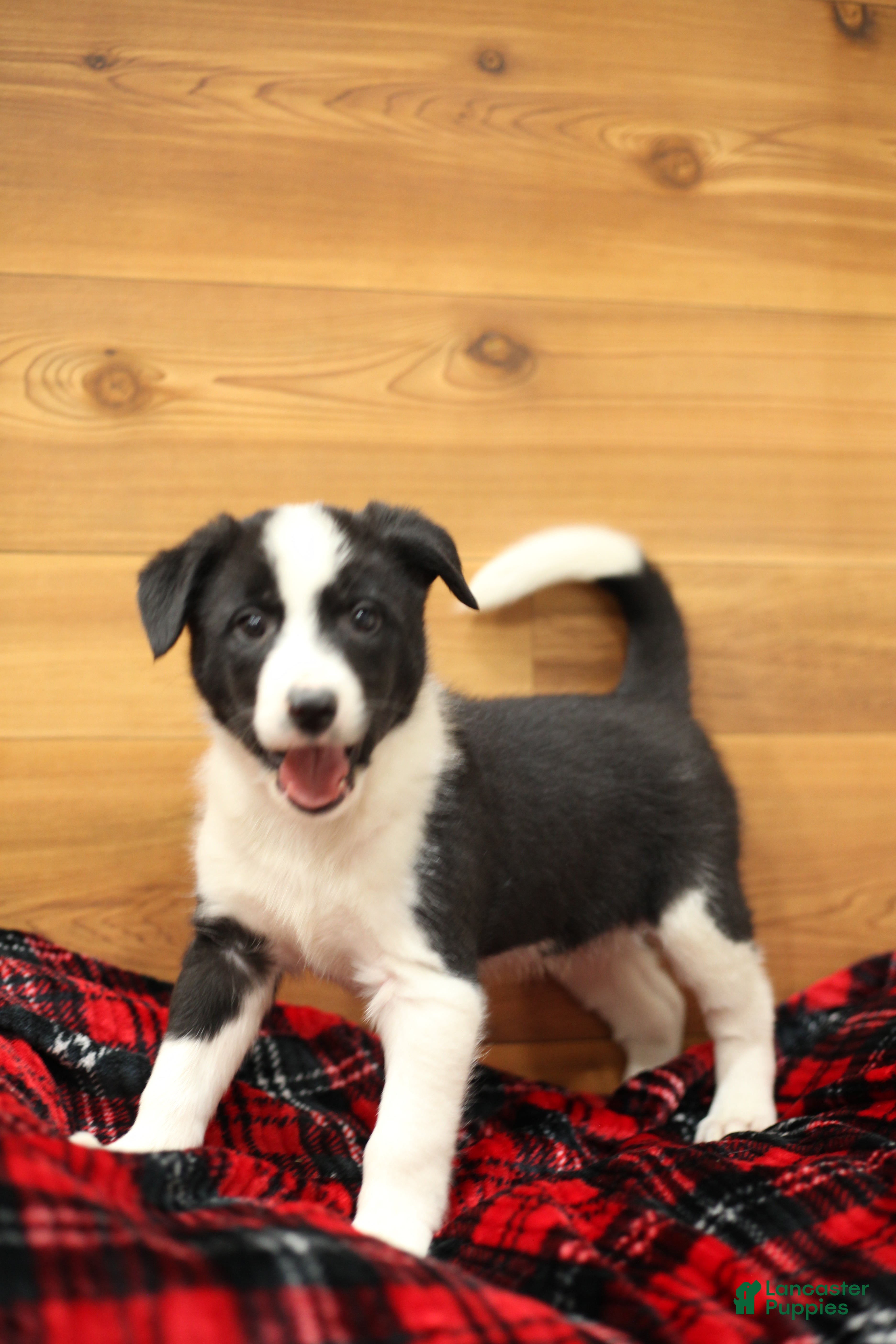 Border Collie dogs Duke - Ad 31