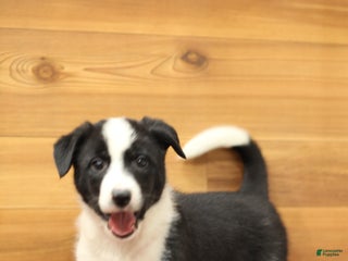 Border Collie dogs Duke - Ad 31