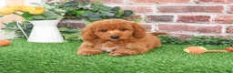 Mini Goldendoodle dogs for sale: Tortellini - Ad 8