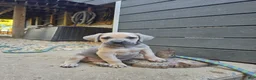 Cane Corso dogs for sale: Tank - Ad 1