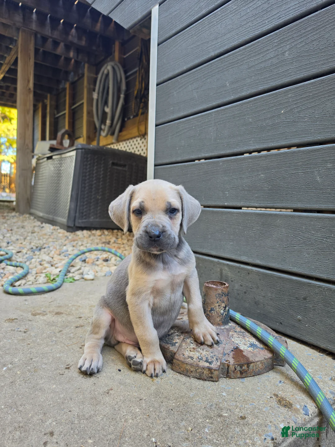 Cane Corso dogs for sale: Tank - Ad 1