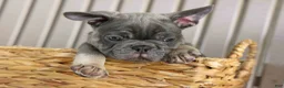 French Bulldog dogs for sale: 🐾 Mickey - Ad 4