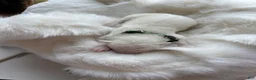 Samoyed dogs for sale: Green - Ad 7