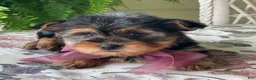 Yorkshire Terrier dogs for sale: Flo - Ad 2